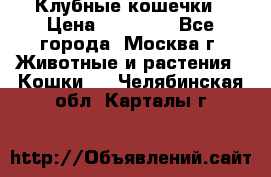 Клубные кошечки › Цена ­ 10 000 - Все города, Москва г. Животные и растения » Кошки   . Челябинская обл.,Карталы г.